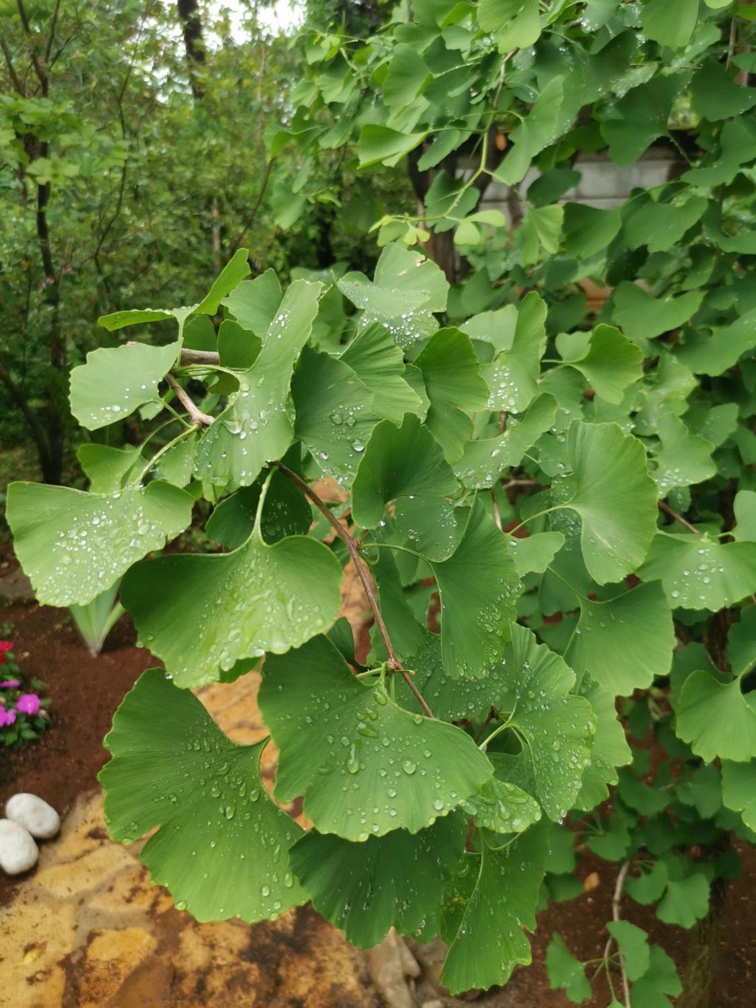 오파티아 Ginko House 아파트 외부 사진